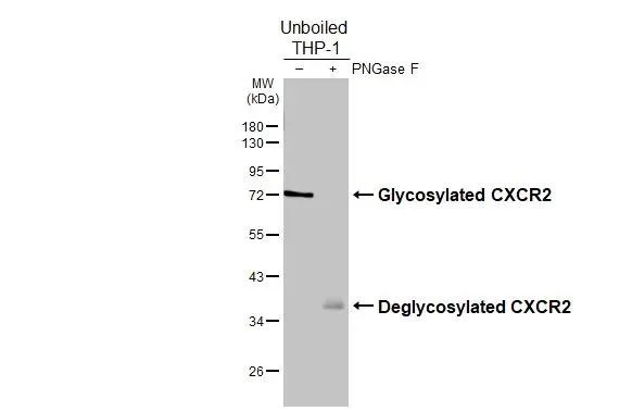 Western blot - Anti-CXCR2 antibody [HL2604] - BSA and Azide free (AB325849)