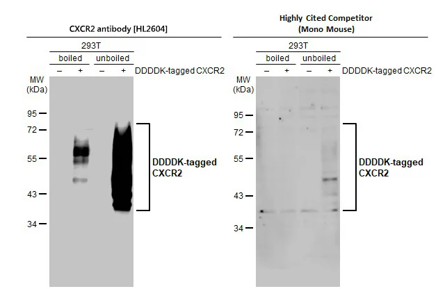 Western blot - Anti-CXCR2 antibody [HL2604] - BSA and Azide free (AB325849)