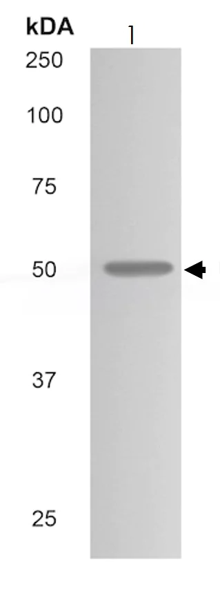 Western blot - Anti-CXCR2 antibody [MM0222-7J40] (AB89254)