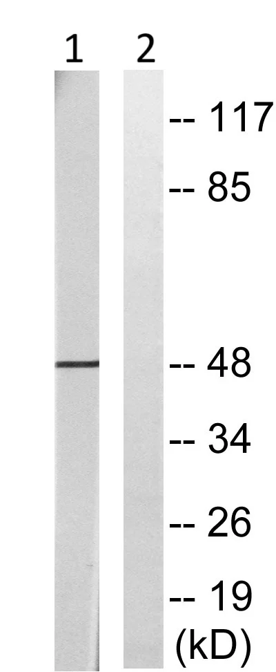 Western blot - Anti-CXCR2 (phospho S347) antibody (AB61100)