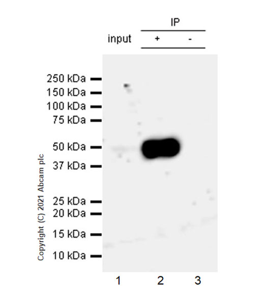 Immunoprecipitation - Anti-CXCR3 antibody [EPR25373-32] (AB288437), expandable thumbnail