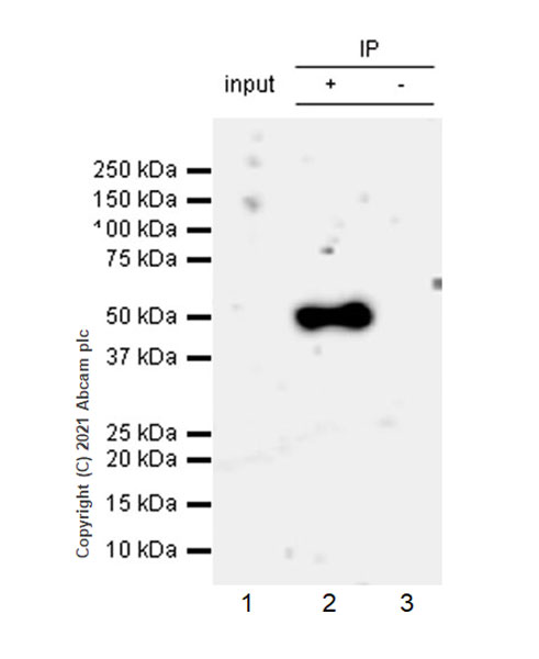 Immunoprecipitation - Anti-CXCR3 antibody [EPR25373-32] (AB288437), expandable thumbnail