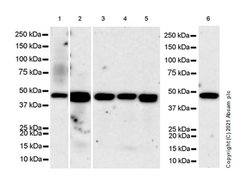 Western blot - Anti-CXCR3 antibody [EPR25373-32] (AB288437), expandable thumbnail