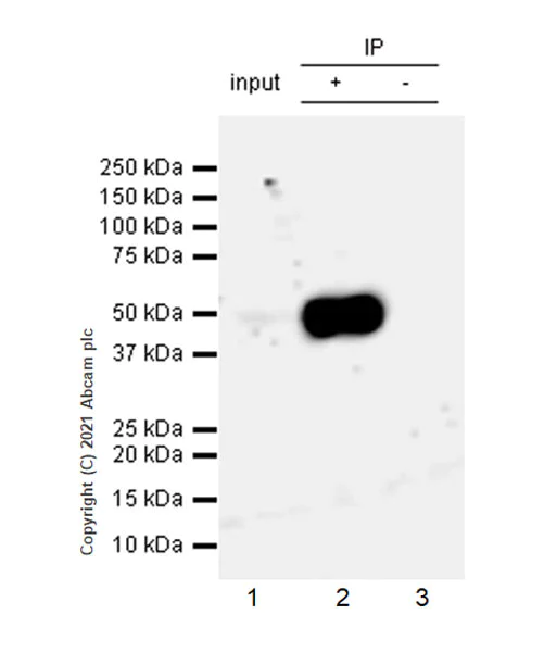 Immunoprecipitation - Anti-CXCR3 antibody [EPR25373-32] - BSA and Azide free (AB288446)