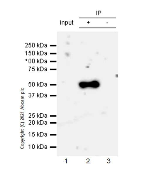 Immunoprecipitation - Anti-CXCR3 antibody [EPR25373-32] - BSA and Azide free (AB288446)