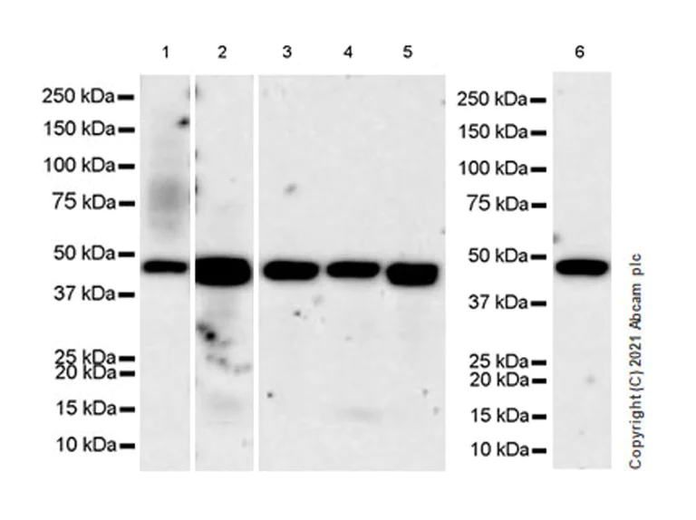 Western blot - Anti-CXCR3 antibody [EPR25373-32] - BSA and Azide free (AB288446)
