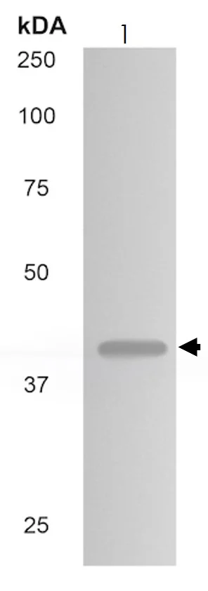 Western blot - Anti-CXCR3 antibody [MM0223-7K22] (AB89255)