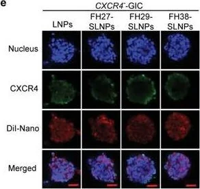 Immunocytochemistry/ Immunofluorescence - Anti-CXCR4 antibody [EPUMBR3] (AB181020)