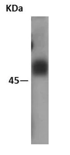 Western blot - Anti-CXCR4 antibody [EPUMBR3] (AB181020)