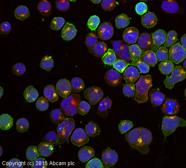 Immunocytochemistry/ Immunofluorescence - Anti-CXCR4 antibody [EPUMBR3] - BSA and Azide free (AB271934)