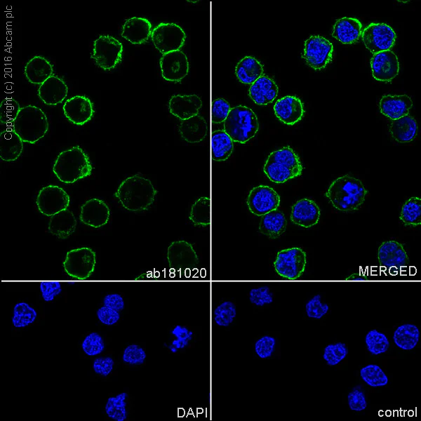 Immunocytochemistry/ Immunofluorescence - Anti-CXCR4 antibody [EPUMBR3] - BSA and Azide free (AB271934)