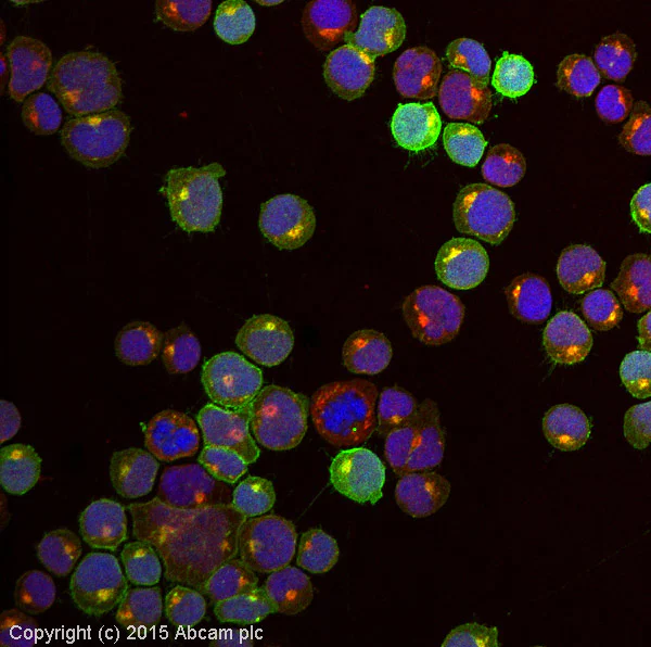 Immunocytochemistry/ Immunofluorescence - Anti-CXCR4 antibody [UMB2] (AB124824)