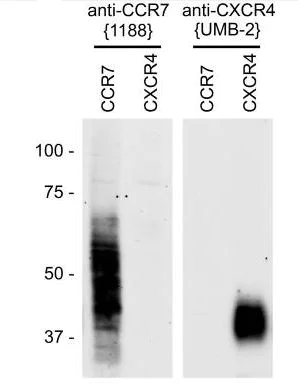 Western blot - Anti-CXCR4 antibody [UMB2] (AB124824)