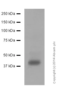 Western blot - Anti-CXCR4 antibody [UMB2] (AB124824)