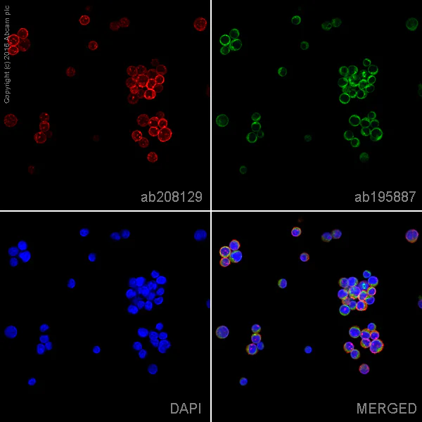 Immunocytochemistry/ Immunofluorescence - Anti-CXCR4 antibody [UMB2] - BSA and Azide free (AB197203)