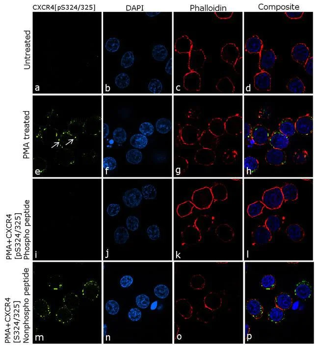 Immunocytochemistry - Anti-CXCR4 (phospho S324 + S325) antibody [4 HCLC] (AB277778)