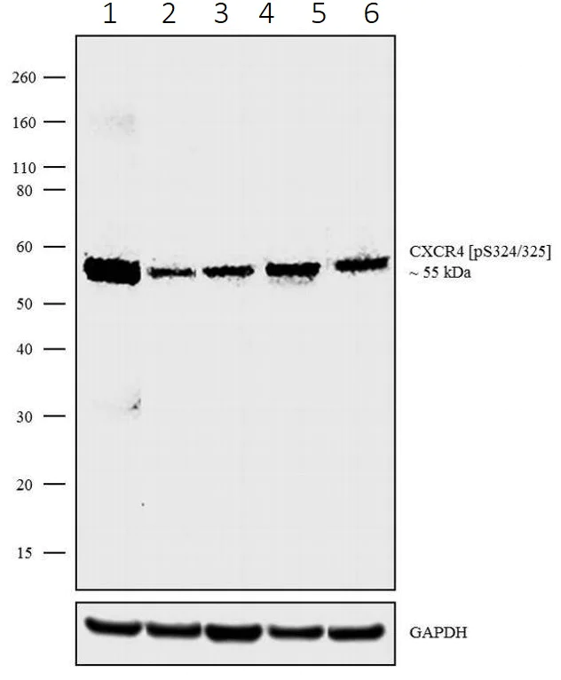 Western blot - Anti-CXCR4 (phospho S324 + S325) antibody [4 HCLC] (AB277778)