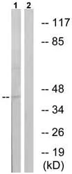 Western blot - Anti-CXCR4 (phospho S339) antibody (AB74012)