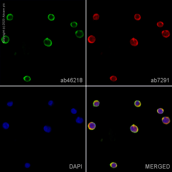 Immunocytochemistry/ Immunofluorescence - Anti-CXCR5 antibody (AB46218)