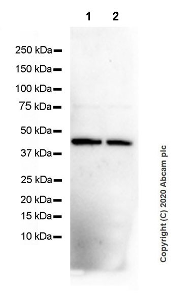 Western blot - Anti-CXCR5 antibody [EPR23463-30] (ab254415), expandable thumbnail