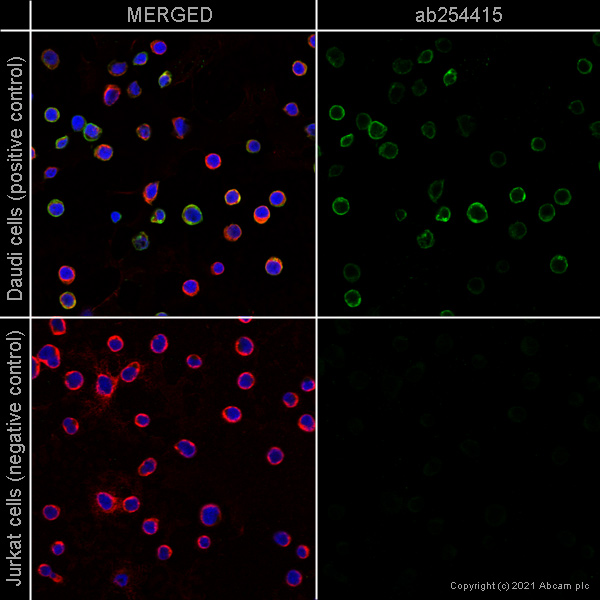 Immunocytochemistry/ Immunofluorescence - Anti-CXCR5 antibody [EPR23463-30] - BSA and Azide free (AB272936), expandable thumbnail