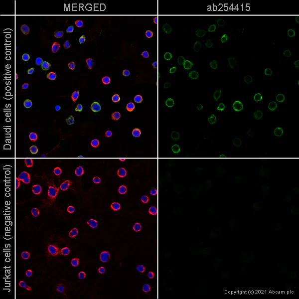 Immunocytochemistry/ Immunofluorescence - Anti-CXCR5 antibody [EPR23463-30] - BSA and Azide free (AB272936)