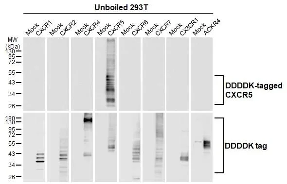 Western blot - Anti-CXCR5 antibody [HL3708] - BSA and Azide free (AB325850)