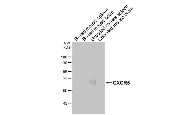 Western blot - Anti-CXCR5 antibody [HL3708] - BSA and Azide free (AB325850)