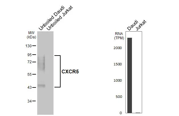 Western blot - Anti-CXCR5 antibody [HL3708] - BSA and Azide free (AB325850)