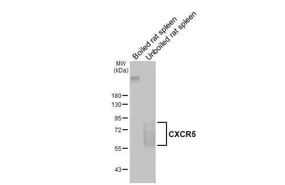 Western blot - Anti-CXCR5 antibody [HL3708] - BSA and Azide free (AB325850)