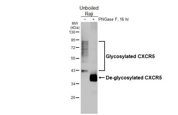 Western blot - Anti-CXCR5 antibody [HL3708] - BSA and Azide free (AB325850)