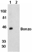 Western blot - Anti-CXCR6 antibody (AB8023), expandable thumbnail