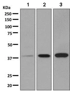 Western blot - Anti-CXCR6 antibody [EPR9086] (AB137134)