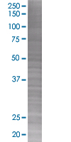 CXCR6 overexpression 293T lysate (whole cell)