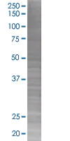 SDS-PAGE - CXCR6 overexpression 293T lysate (whole cell) (AB94068)