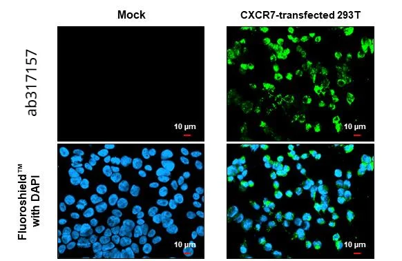 Immunocytochemistry/ Immunofluorescence - Anti-CXCR7 antibody [HL2189] (AB317157)
