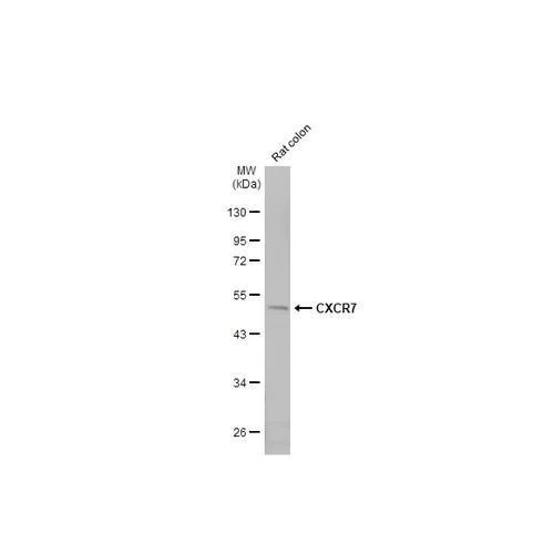 Western blot - Anti-CXCR7 antibody [HL2189] (AB317157)