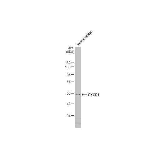 Western blot - Anti-CXCR7 antibody [HL2189] (AB317157)