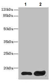 Western blot - Anti-CXX1 antibody (AB234988)