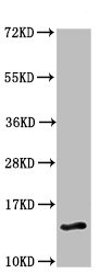 Western blot - Anti-CXX1 antibody (AB234988)