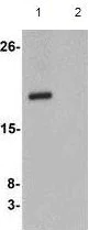 Western blot - Anti-CXXC4 antibody (AB105400)