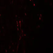 Immunocytochemistry/ Immunofluorescence - Anti-CXXC5 antibody (AB106533)