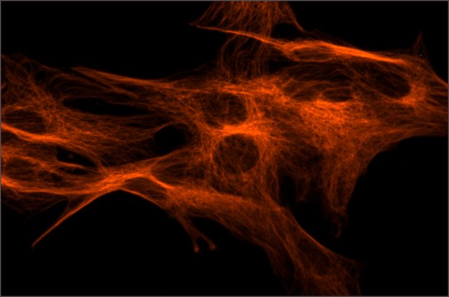 Immunocytochemistry/ Immunofluorescence - Cy3 ® Anti-beta Tubulin antibody [TUB 2.1] – Microtubule Marker (AB11309), expandable thumbnail