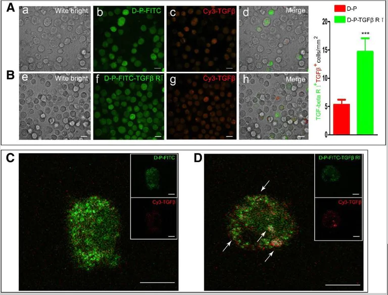 Fluorescence Microscopy - Cy3® Conjugation Kit (Fast) - Lightning-Link® (AB188287)