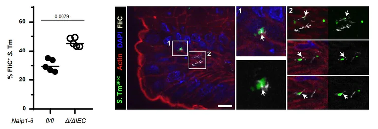 Immunohistochemistry - Cy3® Conjugation Kit (Fast) - Lightning-Link® (AB188287)
