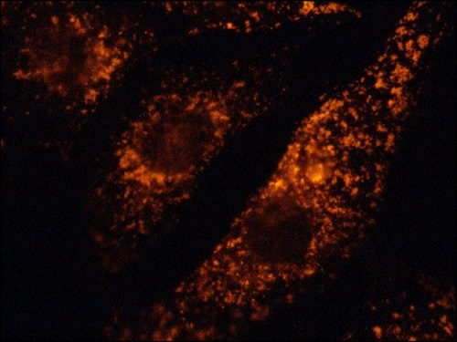 Immunocytochemistry/ Immunofluorescence - Cy3 ® Anti-LAMP1 antibody (AB67283), expandable thumbnail