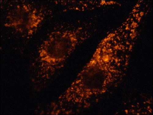 Immunocytochemistry/ Immunofluorescence - Cy3 ® Anti-LAMP1 antibody - Lysosome Marker (AB67283)