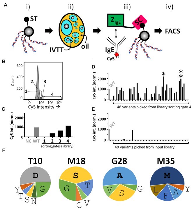 Flow Cytometry - Cy5® Conjugation Kit (Fast) - Lightning-Link® (AB188288), expandable thumbnail