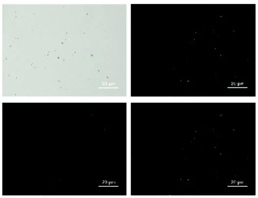 Fluorescence Microscopy - Cy5® Conjugation Kit (Fast) - Lightning-Link® (AB188288)