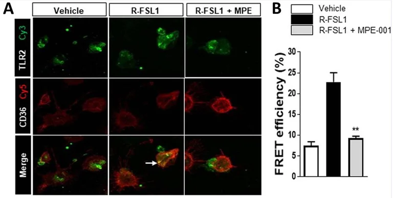 Fluorescence Resonance Energy Transfer - Cy5® Conjugation Kit (Fast) - Lightning-Link® (AB188288)